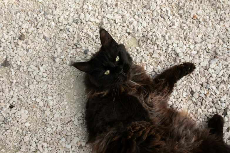 a long haired cat is stretching and looking up