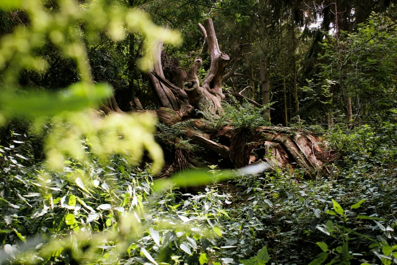 a tree that has fallen in some sort of forest