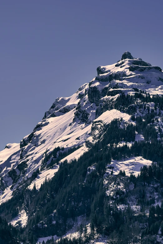 a snowy mountain has evergreens on it