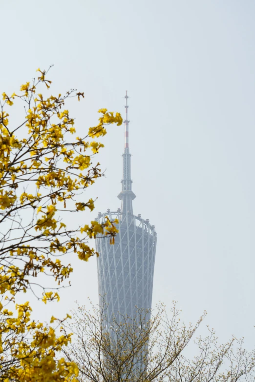 the skyscr on a cloudless day, with yellow flowers on it