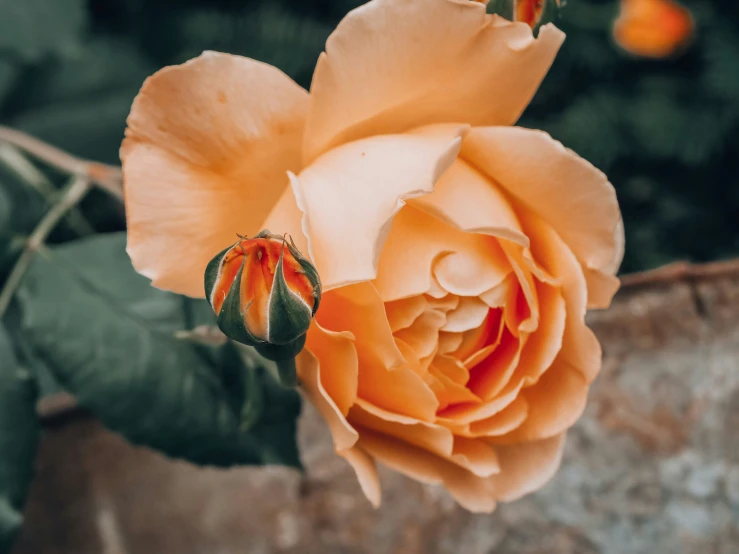 a close up of the stigma of a yellow rose