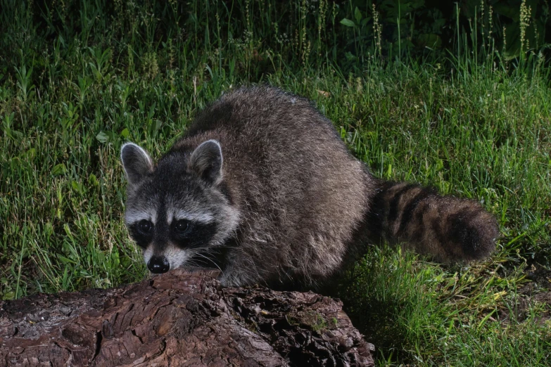 a small ra sitting on top of a large rock