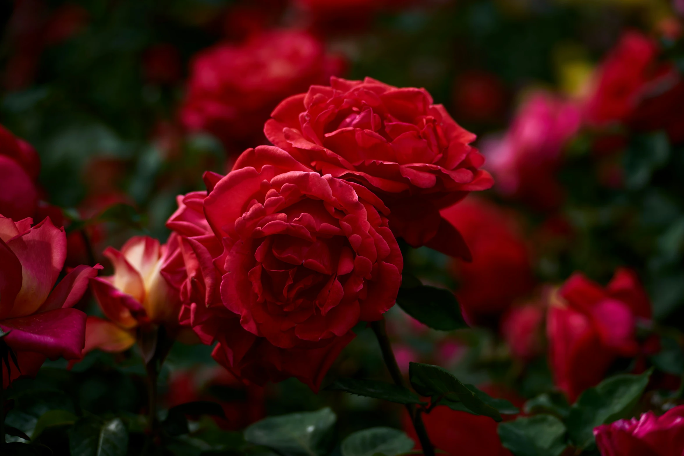 closeup of red flowers in an overgrown area