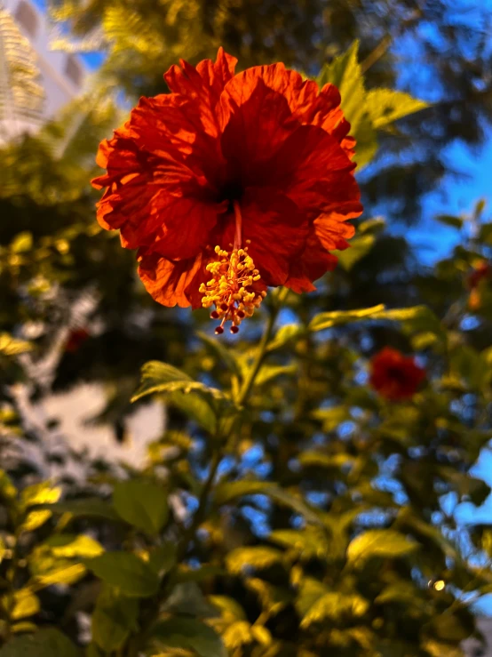 a red flower is hanging from a nch