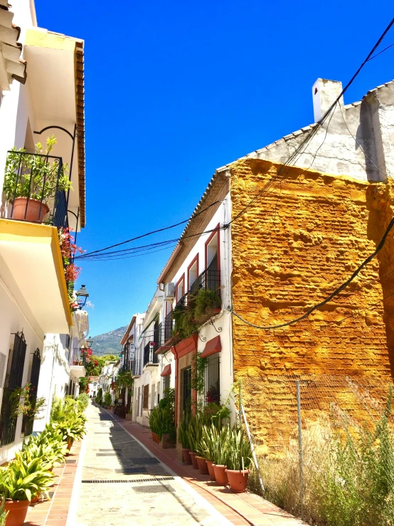 a street with some plants and buildings in the background