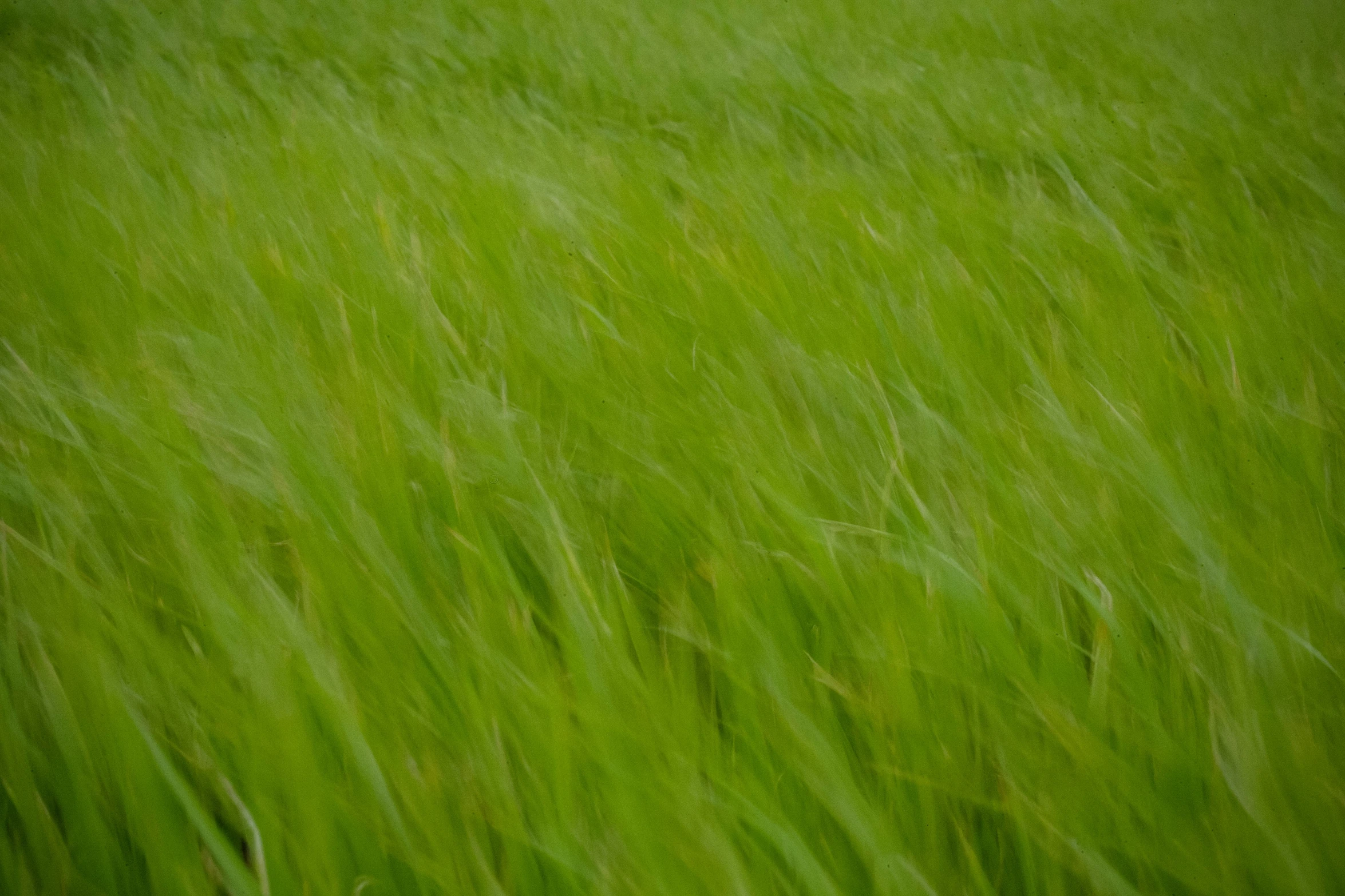 long green grasses with wind blowing through them