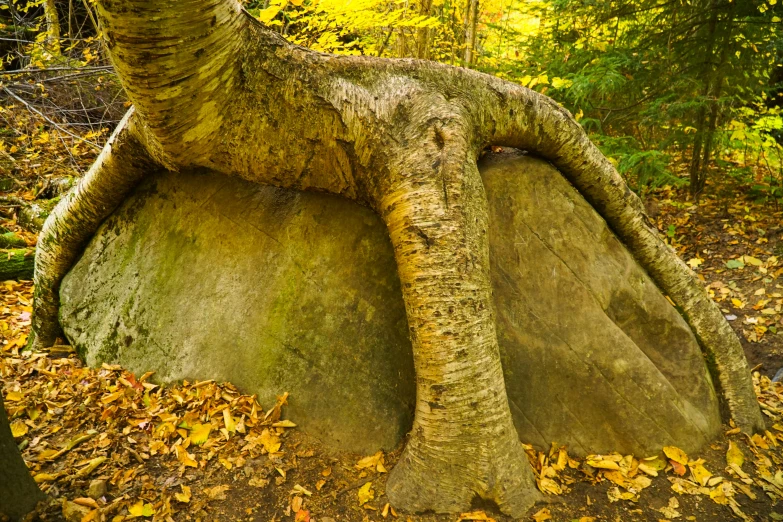 an interesting looking rock sitting on top of leaves