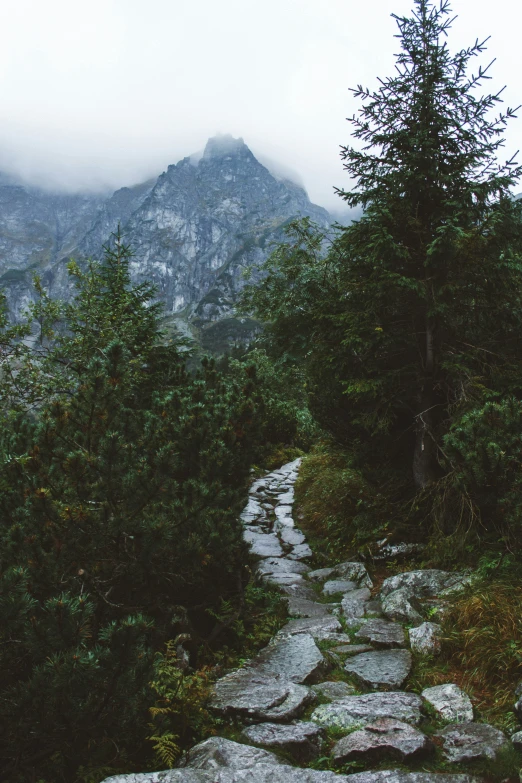 a path made of rocks leading to trees