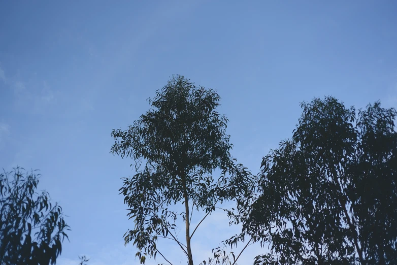 a view of some trees and blue sky