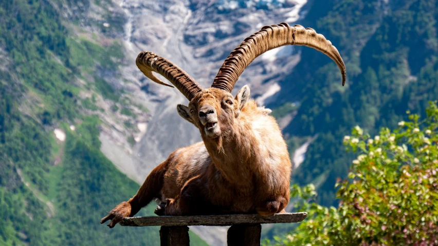 mountain goat with sharp horns on top of fence post