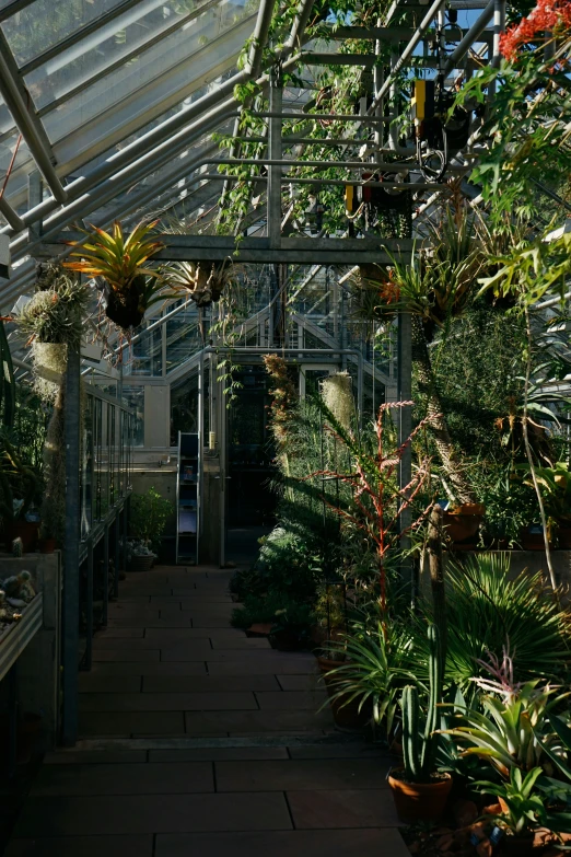 the inside of a greenhouse with many plants and hanging flowers