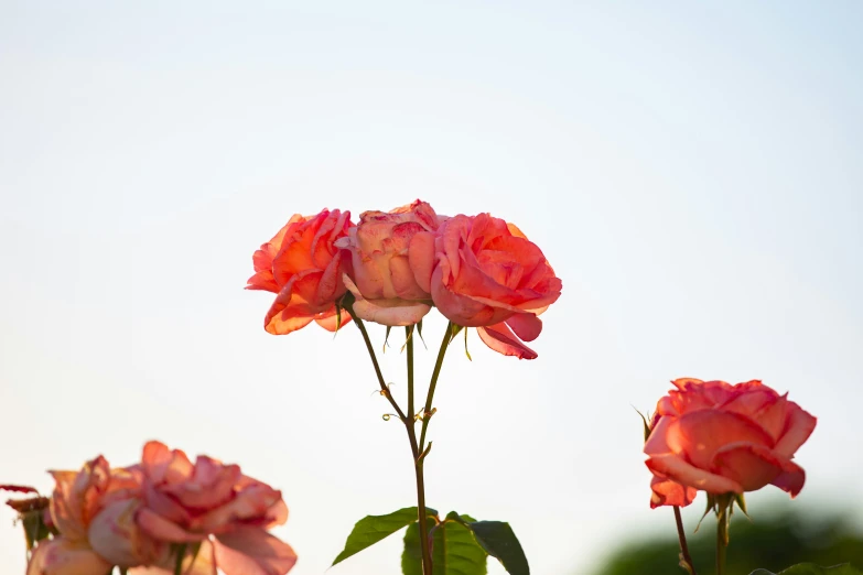 a group of flowers are sitting on top of a stem