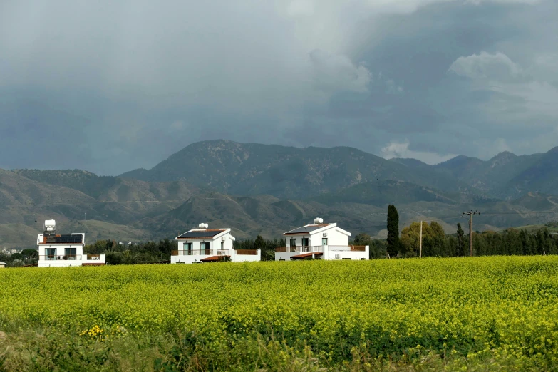 a green field of flowers in front of mountains