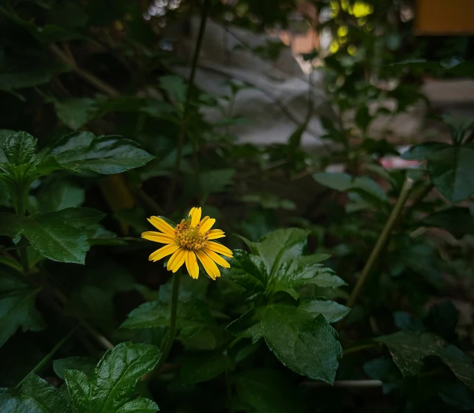 a single yellow flower standing among several leafy plants