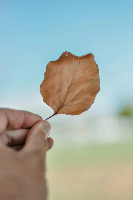 a man holding up a leaf of an old plant