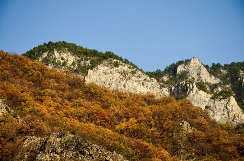 a brown colored tree on the side of a mountain