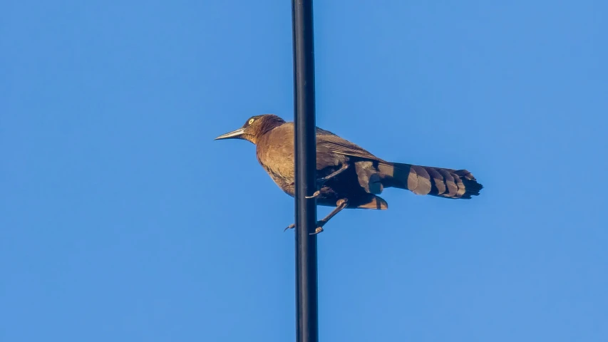 a bird is standing on a pole in the day