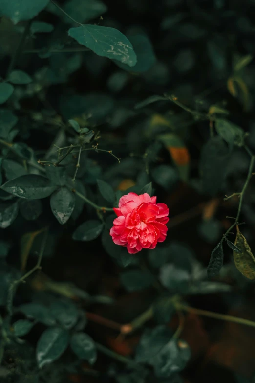 there is an red flower sitting amongst the leaves