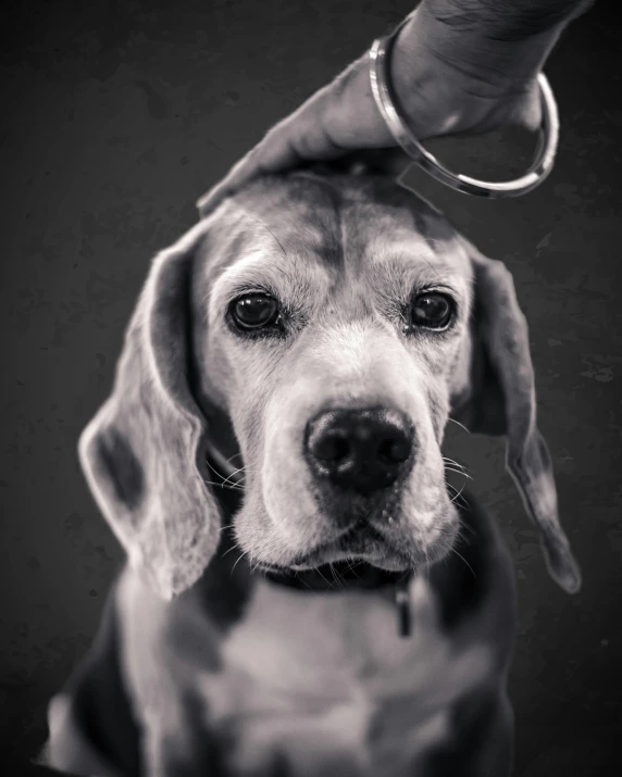 an adorable beagle puppy looking at the camera with it's owner holding his hand on its head