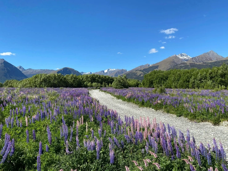 purple wildflowers are blooming along a trail through a meadow