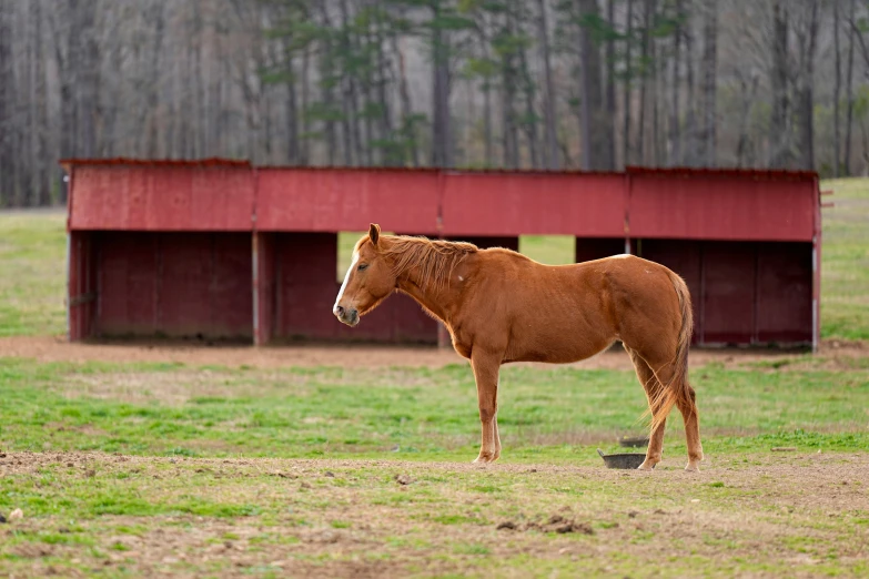 a brown horse in a field next to some red barn buildings