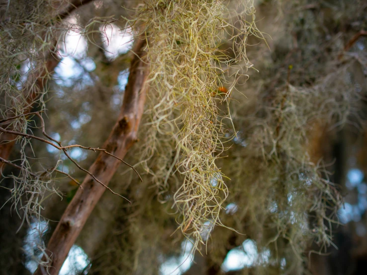 libin in the middle of trees with a brown tree