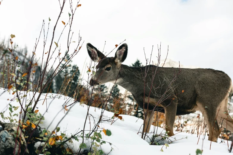 a deer standing in the snow near many shrubbery