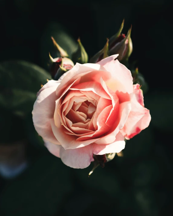 a beautiful pale pink rose on a green background