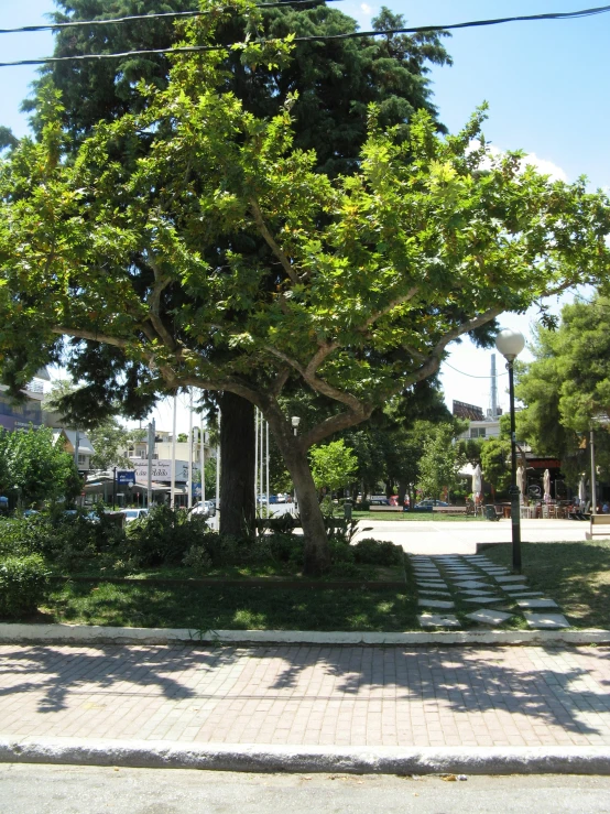 there is a big tree with lots of green leaves