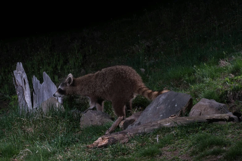 a rac in the dark by a pile of rocks