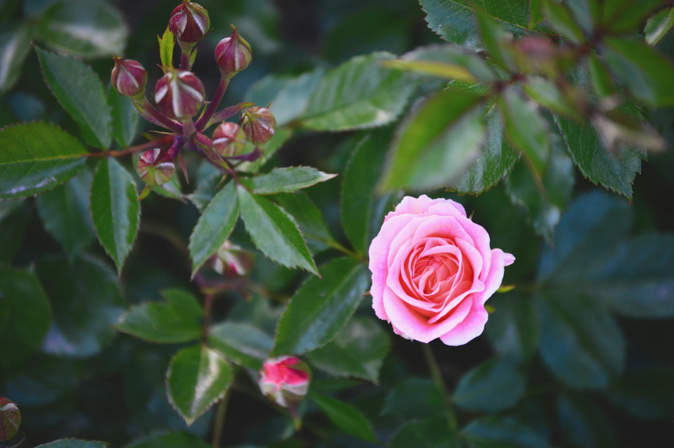 a close up of a pink rose with leaves