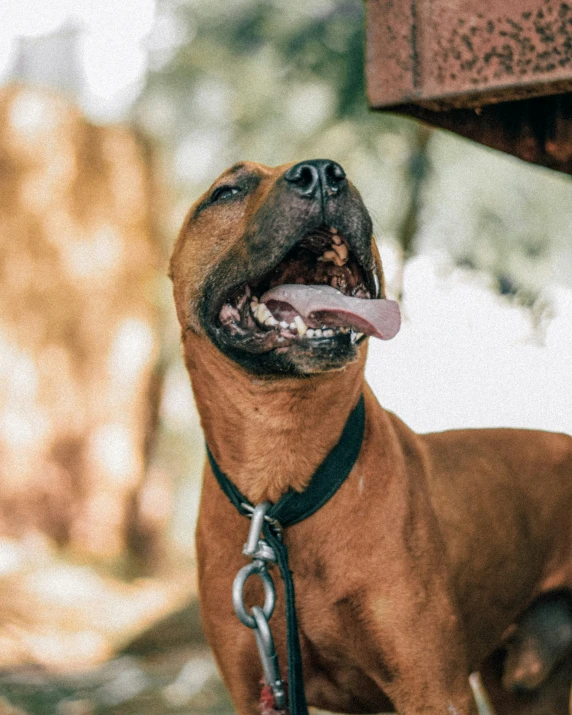 a dog panting while standing in front of some large pieces of wood