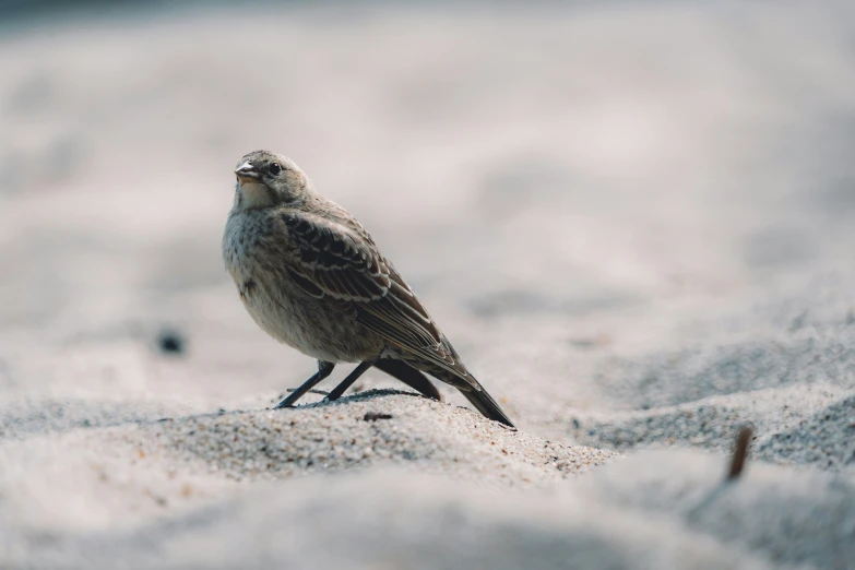 the bird is sitting on the sand outside