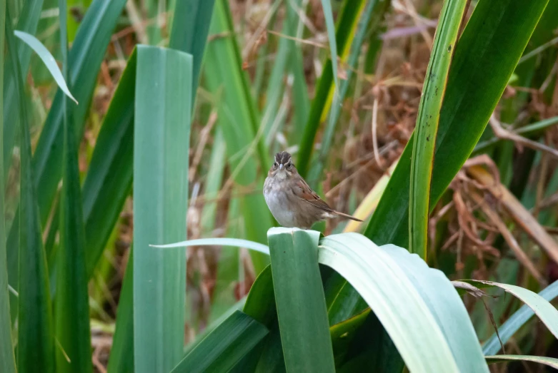 a bird sits on a pole by tall grass