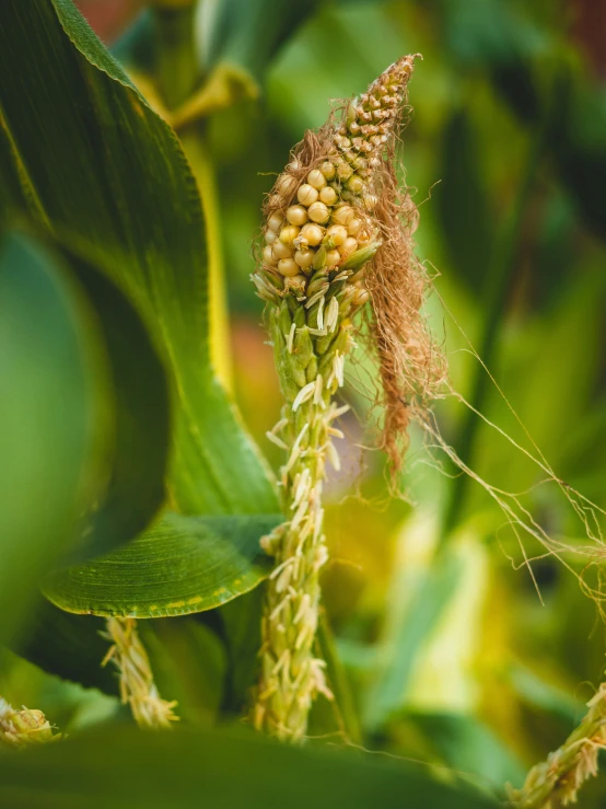 close up on the seed head of a corn plant