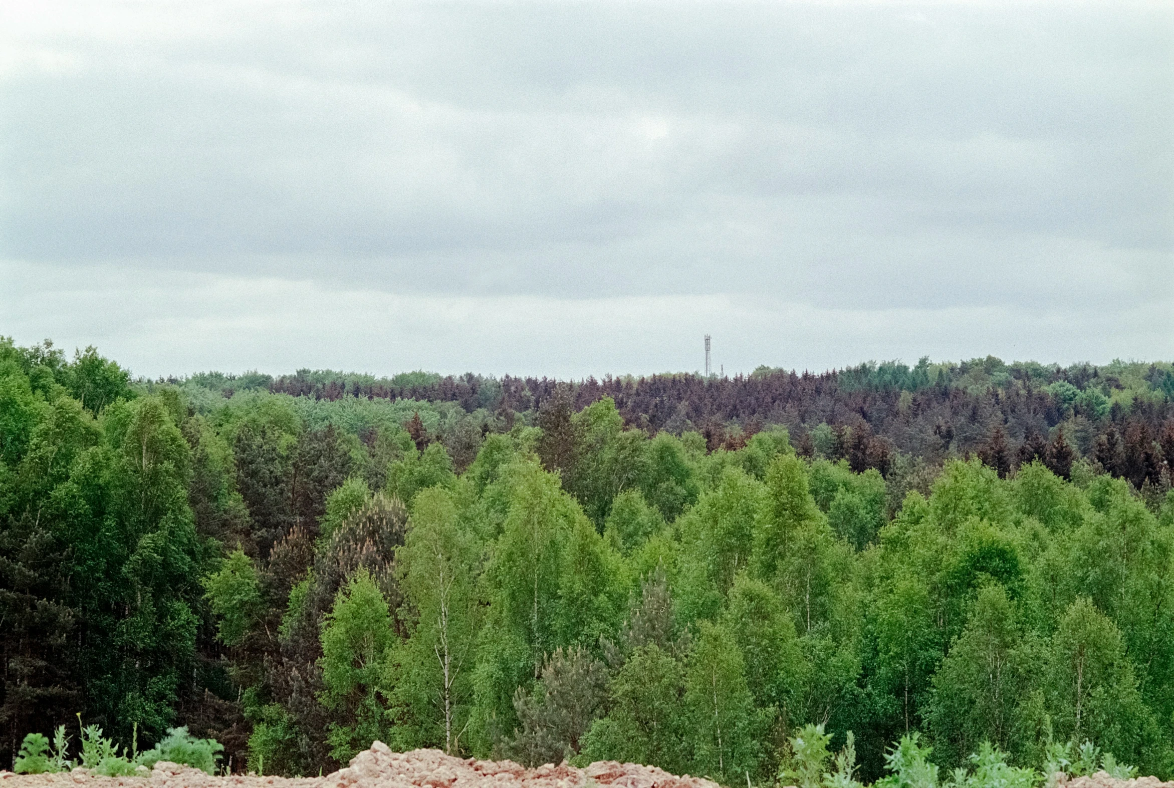 the cow is standing in front of some trees