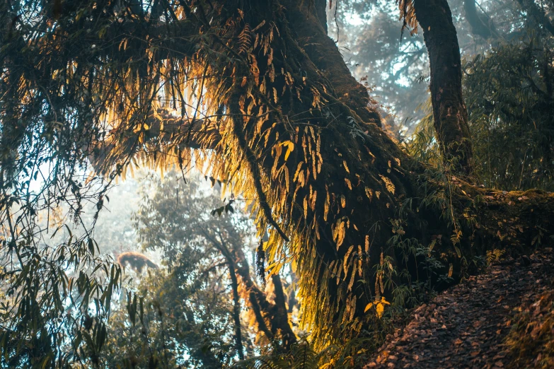 a large, mossy tree with many trees in the background