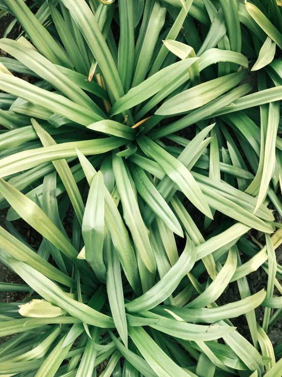 some very pretty green plants that are growing