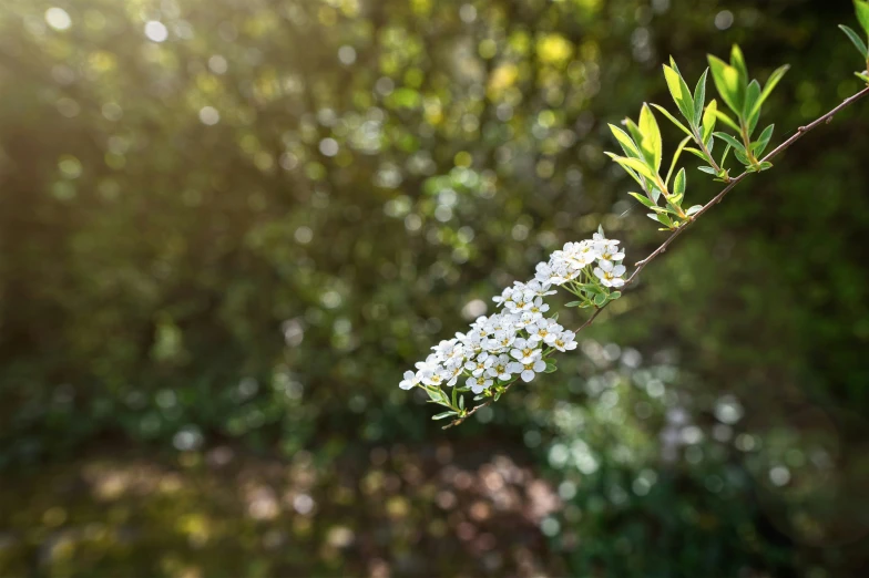 white flowers blooming from the nch of an unknown plant