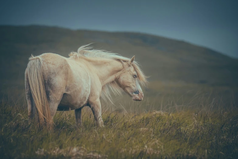 a white horse in a grass field with mountains in the background