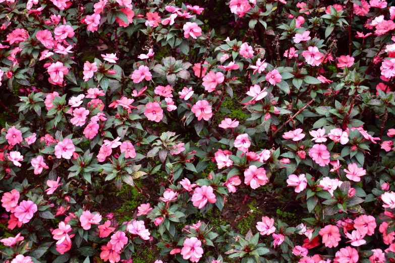 large cluster of pink flowers growing on shrubbery