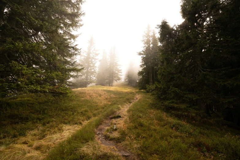 a trail winds through a grove of trees in the fog