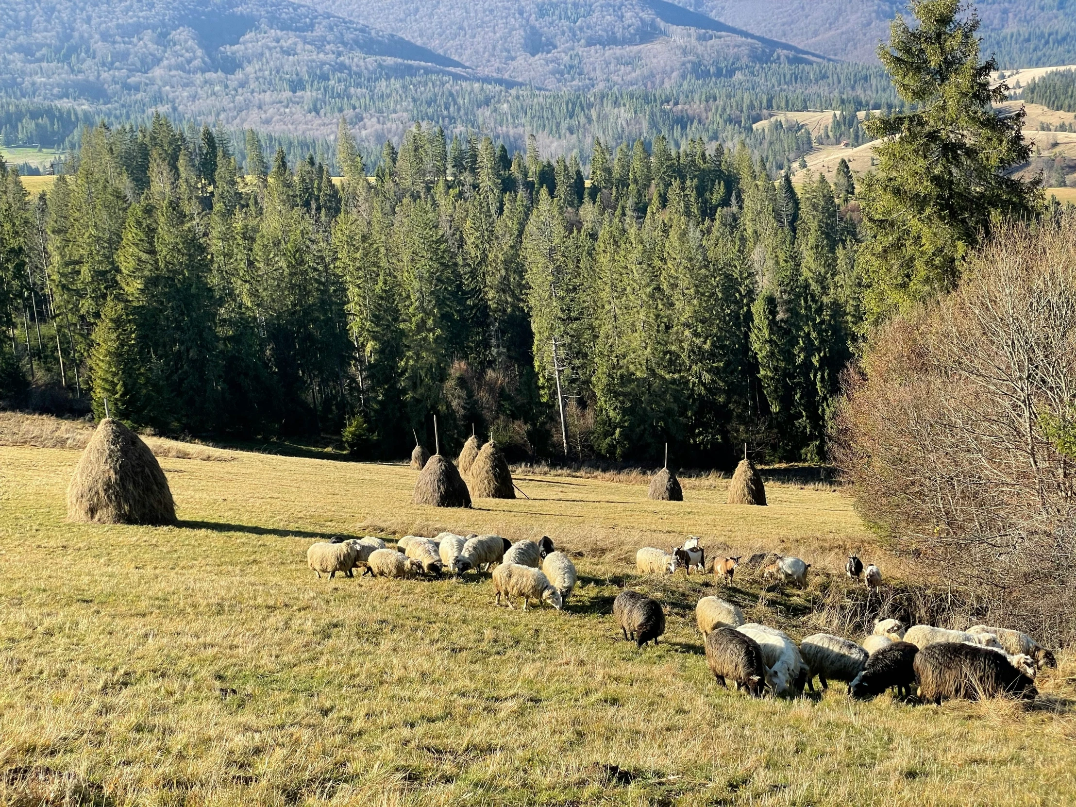 sheep graze on grass on a hillside near trees