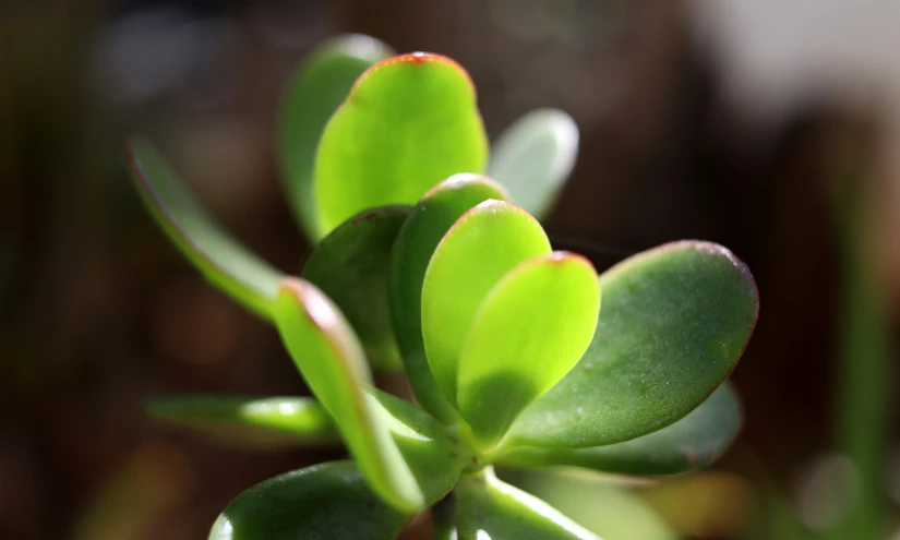 a plant with green leaves in a close up view