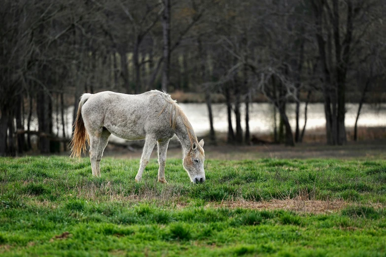 a large white horse standing in a grass field