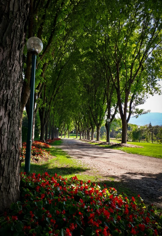 there is a road through some trees and flowers