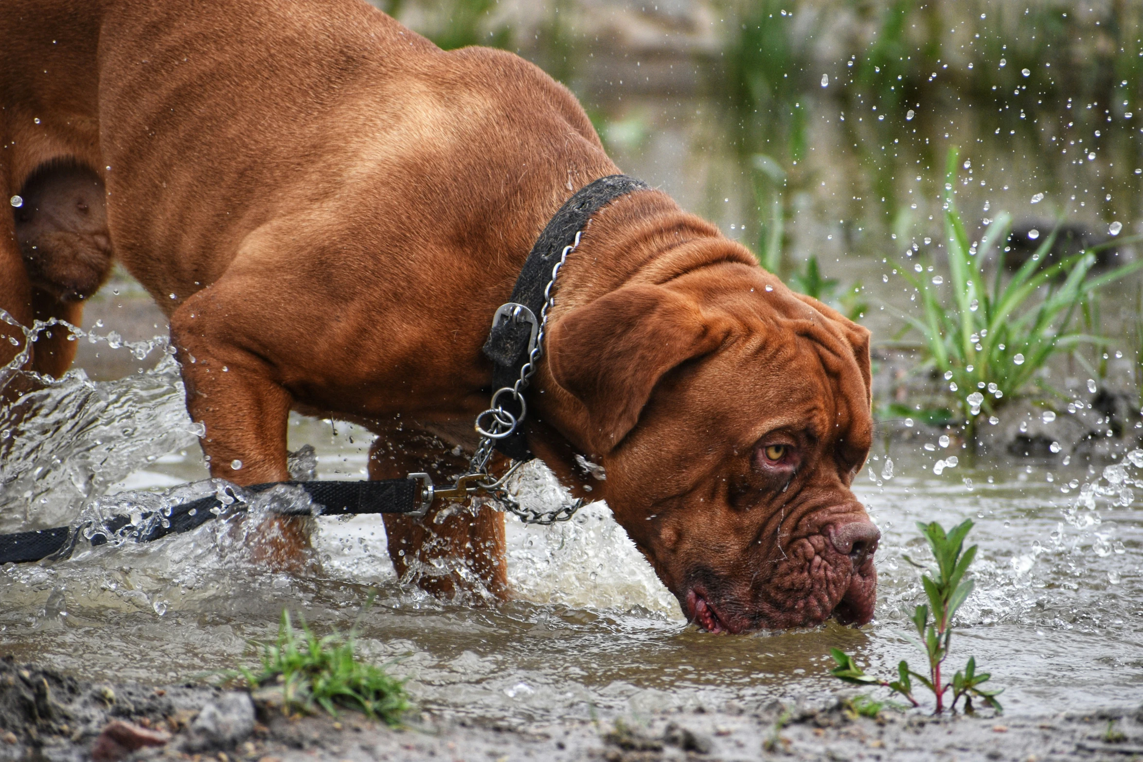 a dog walking in water near grass and rocks