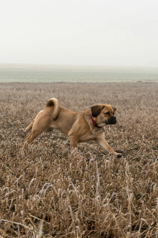 a dog jumping up into the air while standing in a dry field