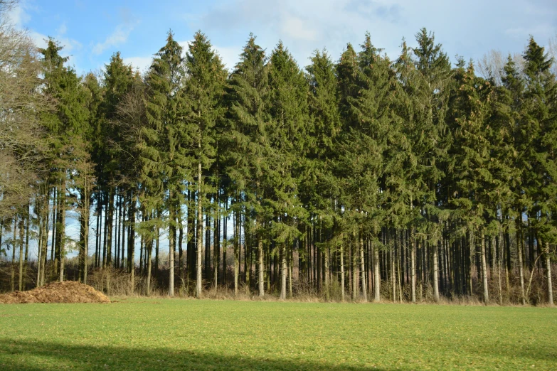 a bunch of tall trees that are in the grass