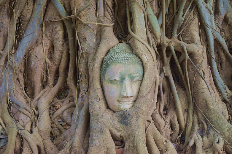 a face carved into the bark of a tree